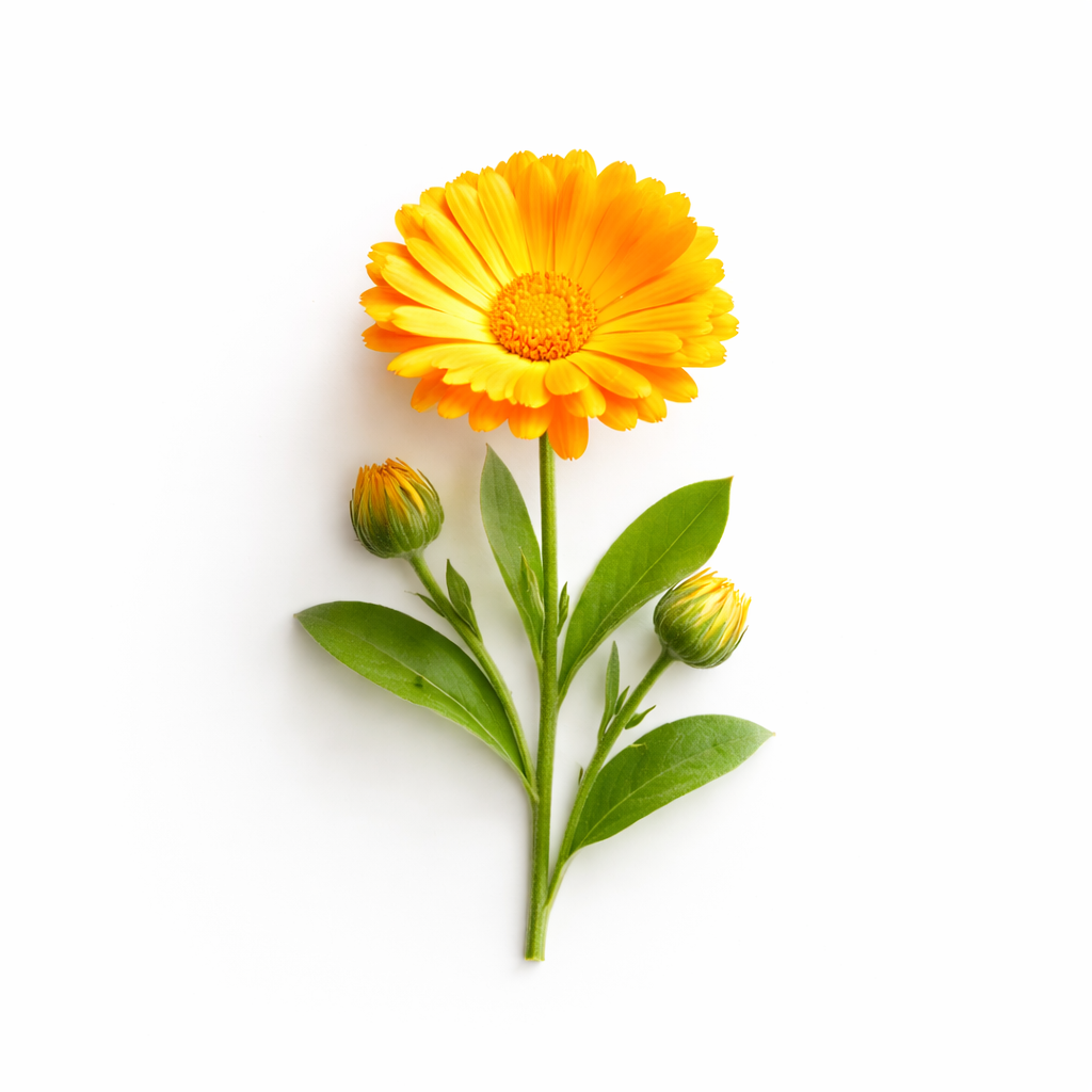 calendula co2 extract bee divine natural skincare ingredient oragnic bee 4 sensitive eczema prone skin
