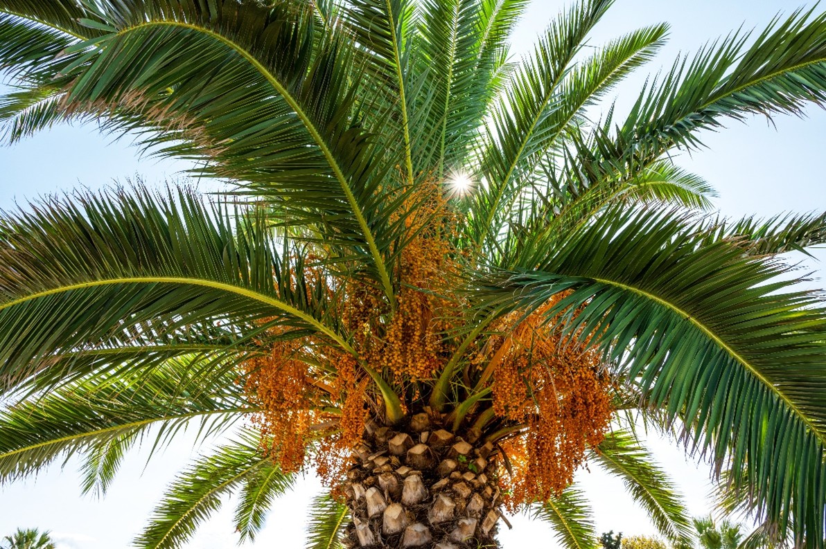 Is Palm Oil Really So Bad for Our Body?