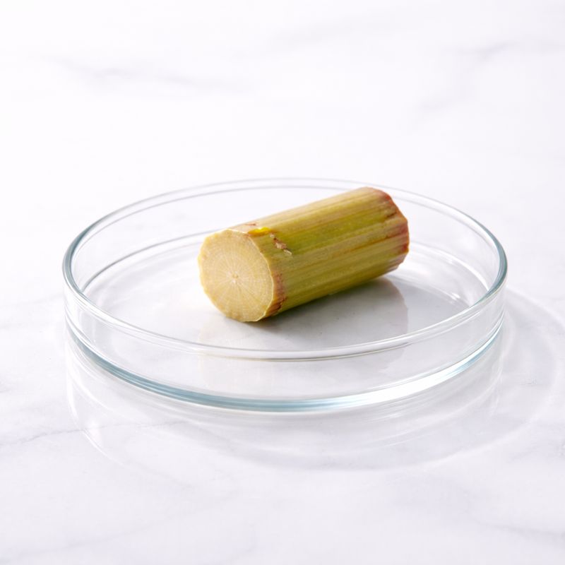 Sugar cane ingredient bee divine natural organic luxury skincare CRMS Skin intelligence