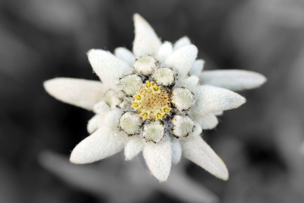 Edelweiss Extract skin benefits Bee Divine Natural and Organic Skincare Vegan Cosmetic