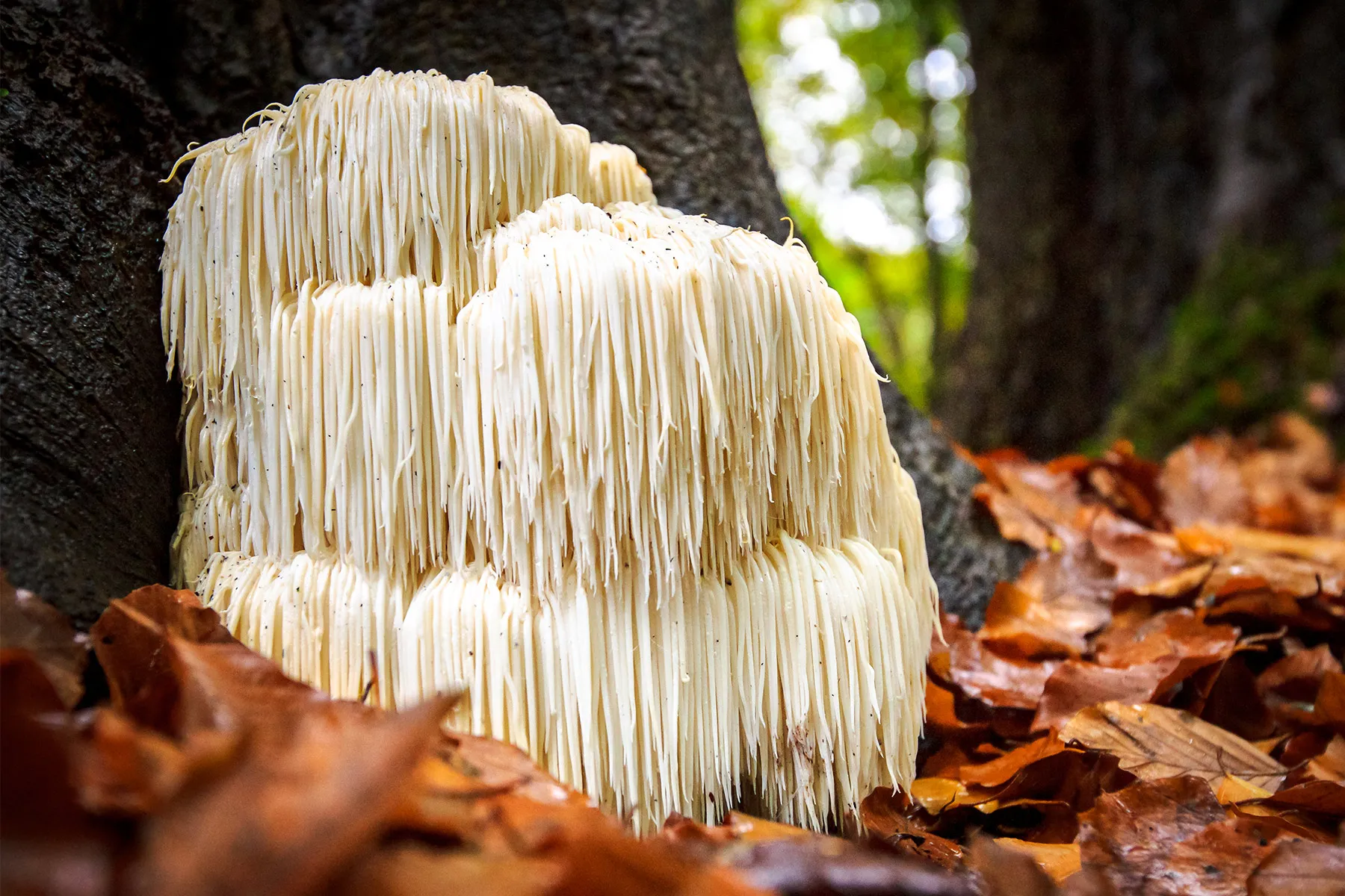 Lion´s Mane Mushroom Skin Benefits Bee Divine Natural and Organic skincare cosmetic