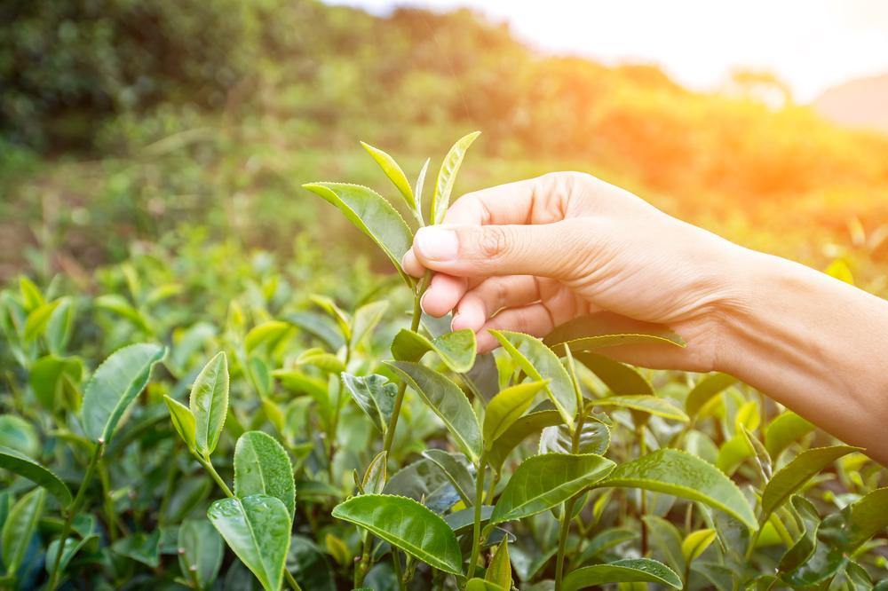 green tea extract skin benefits ingredients bee divine natural and organic skincare