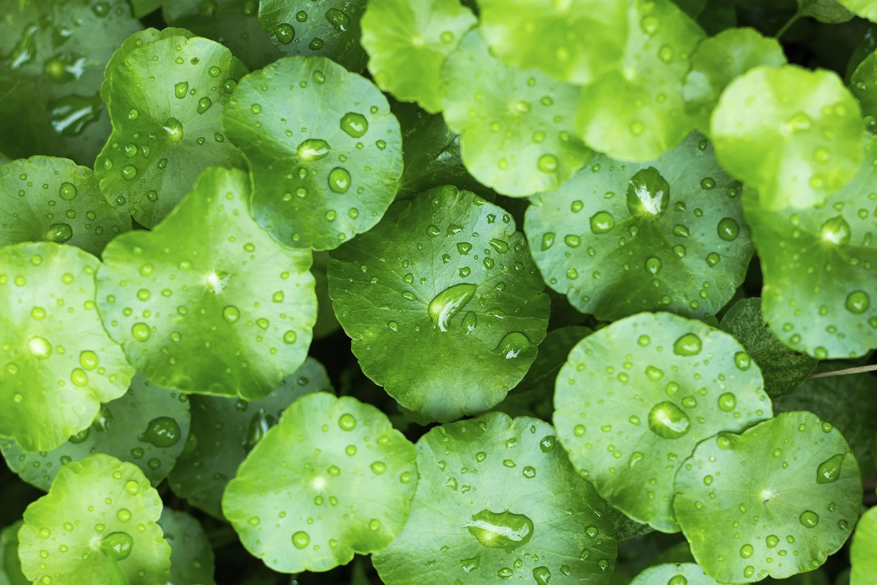gotu kola skin benefits ingredients bee divine natural and organic skincare