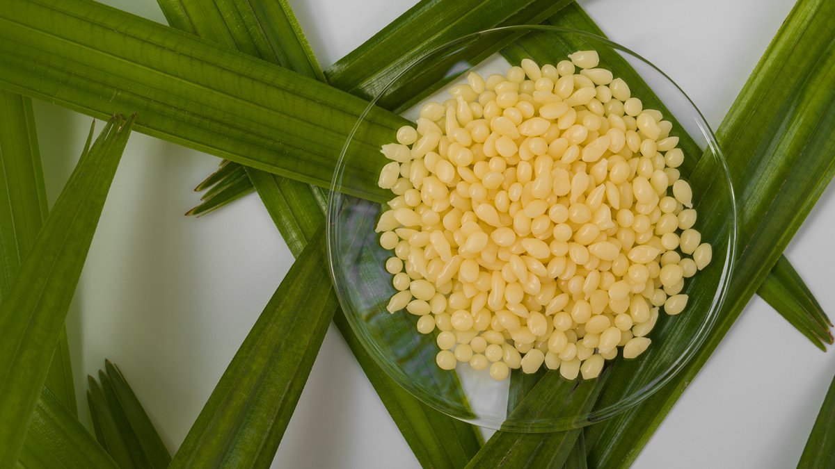 candelila wax bee divine natural skincare vegan cosmetic ingredients skin benefits