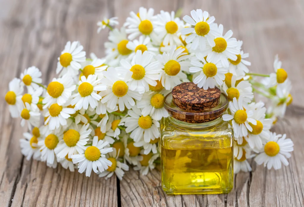 CHAMOMILE HYDROSOL BEE DIVINE natural and organic skincare