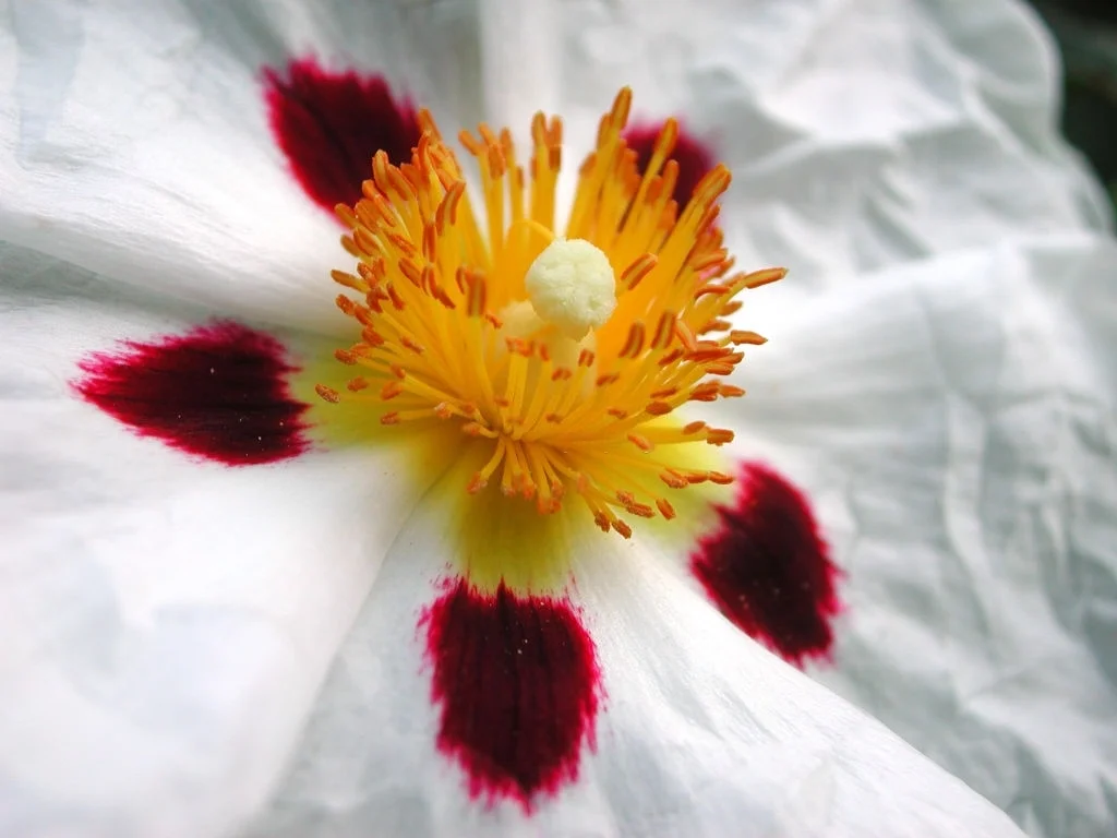 labdanum oil skincare natural and organic Bee Divine cosmetic vegan ingredients skin benefits