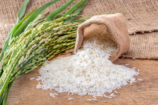 rice protein skin benefits ingredients bee divine natural and organic skincare