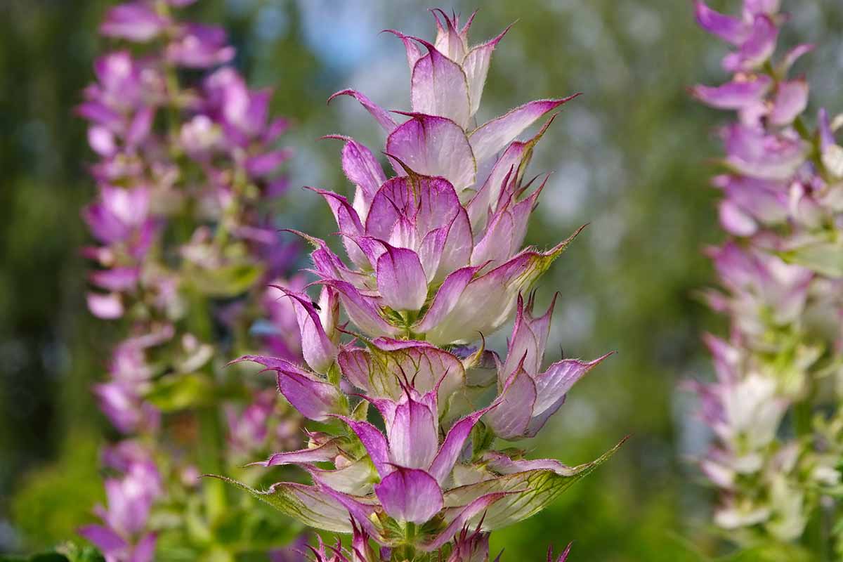 clary sage hydrosol bee divine natural and organic skincare