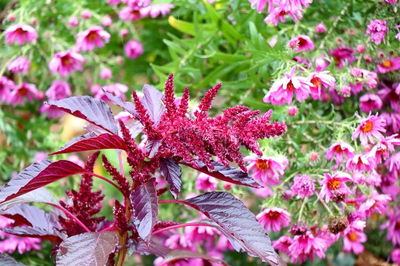 Amaranth extract Bee Divine Natural and Organic Skincare vegan cosmetic