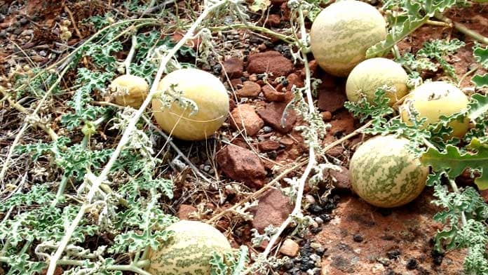 kalahari melon seed oil benefit skin natural and organic skincare bee divine vegan cosmetic
