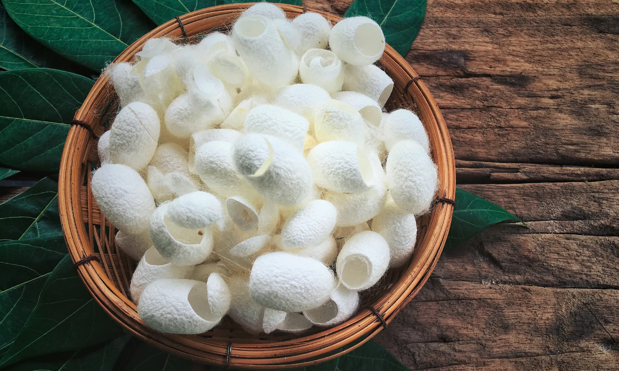 silk protein bee divine natural organic skincare cosmetic