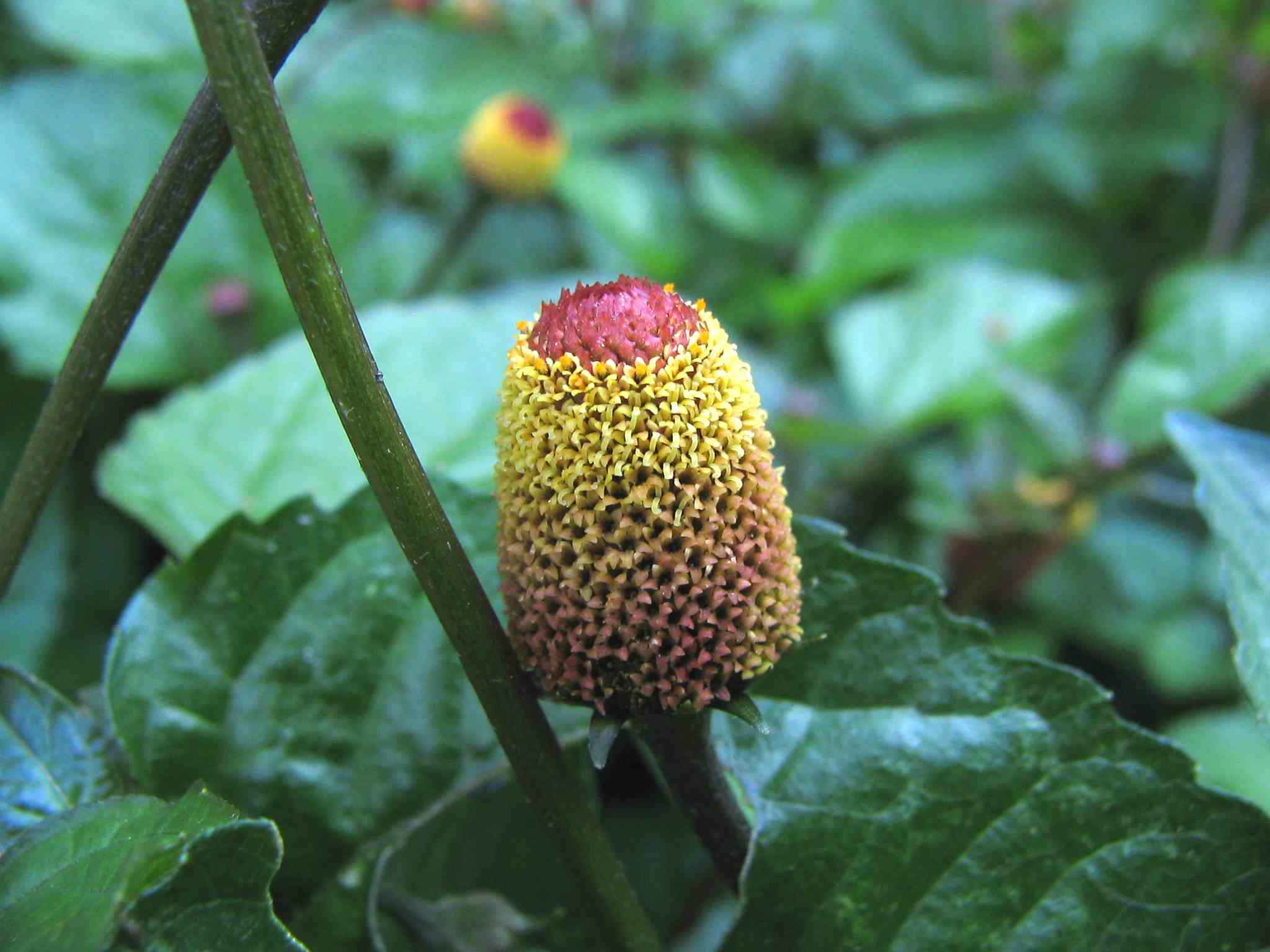 skin benefits bee divine natural and organic skincare cosmetic