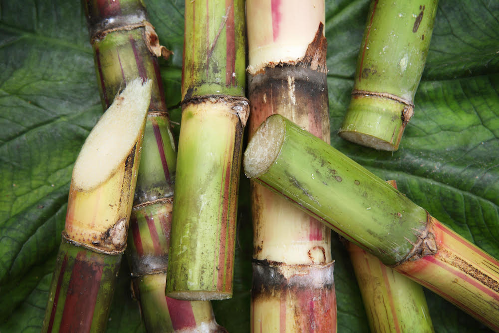 sugar cane bee divine natural and organic skincare skin benefits cosmetic