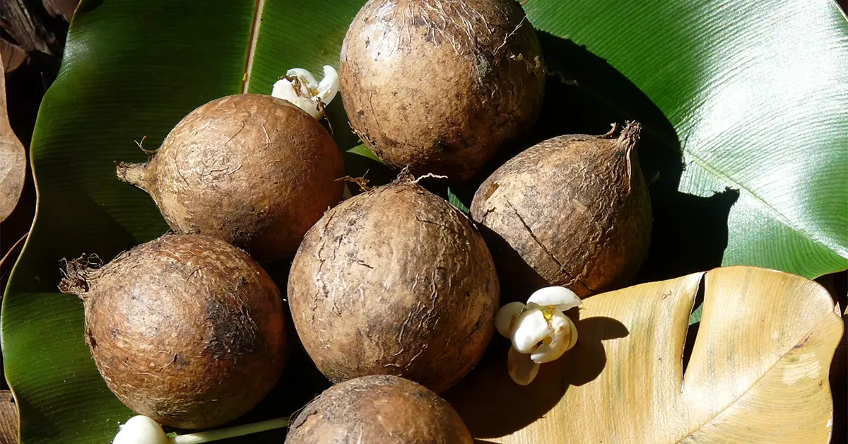 tamanu oil skin benefits ingredients bee divine natural and organic skincare