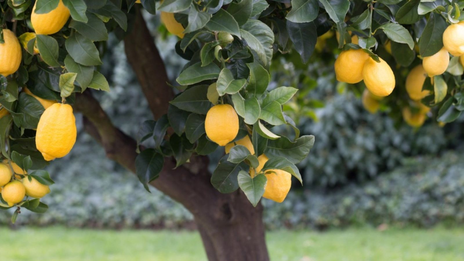 lemon extract skin benefits Bee Divine Natural and Organic Skincare Vegan Cosmetic