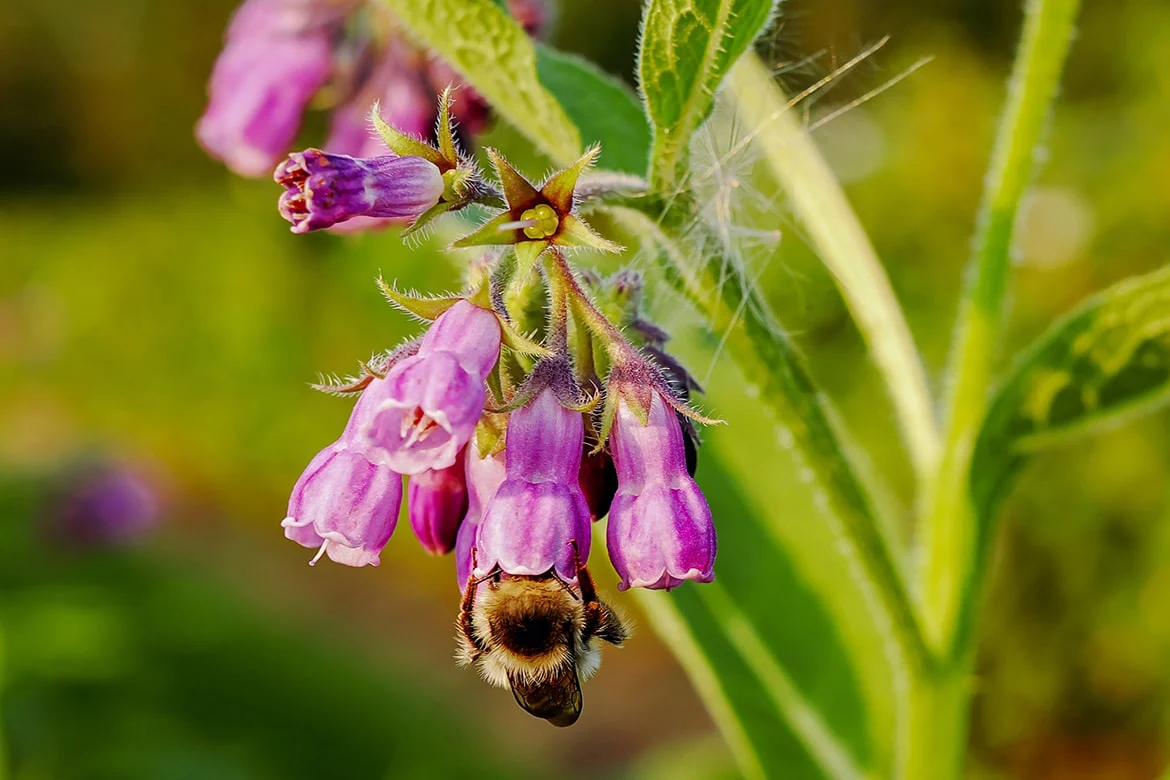allantoin skin benefits ingredients bee divine natural and organic skincare
