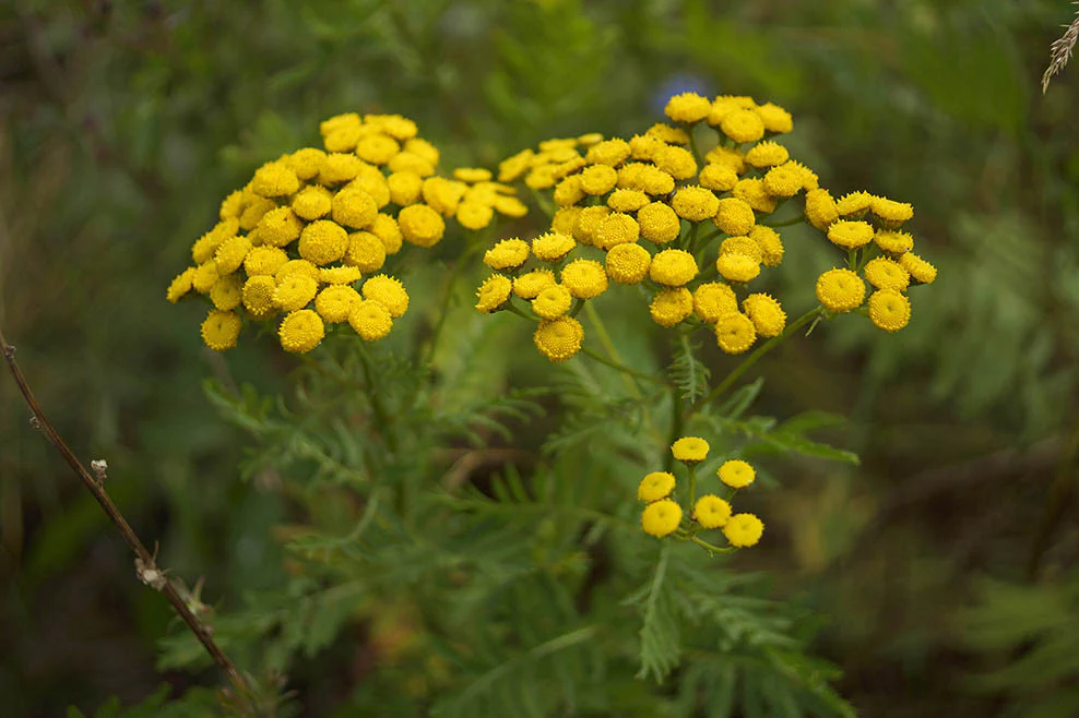 bglue tansy oil skin benefits bee divine natural and organic skincare ingredients vegan cosmetic