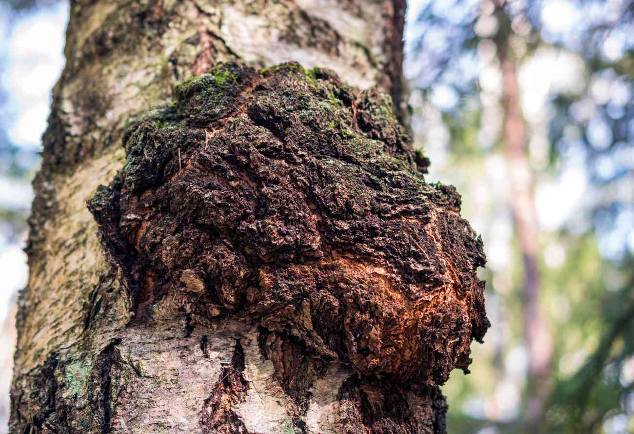Chaga Mushroom Skin Benefits Ingredients Bee Divine Nautral and Organic Skincare Cosmetic