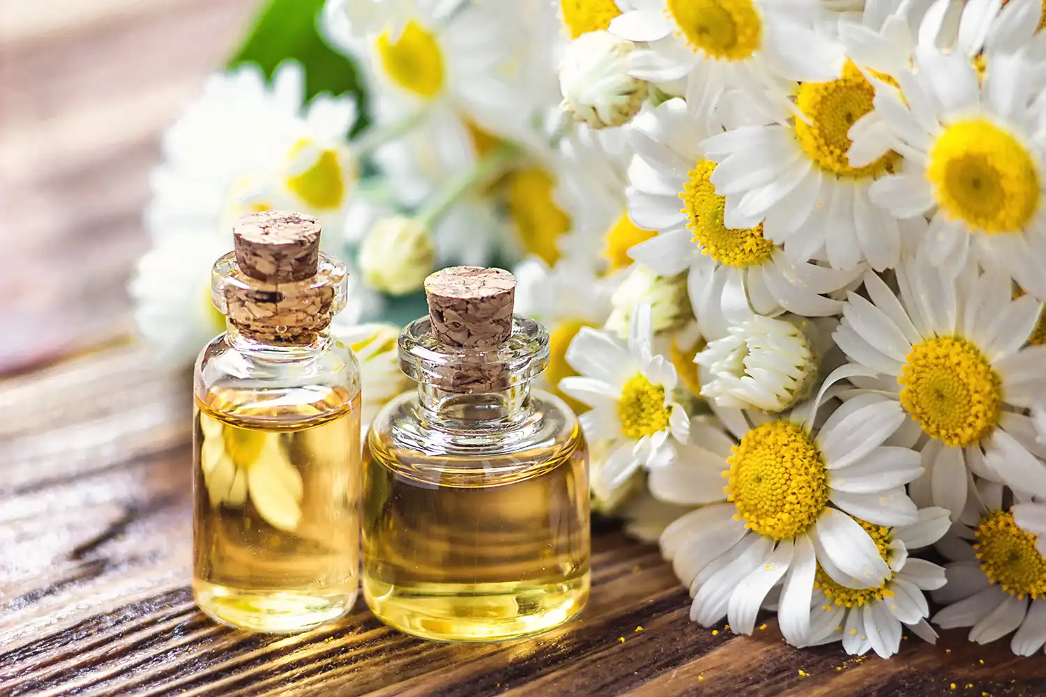 chamomile co2 oil skin benefits natural and organic skincare bee divine ingredients cosmetic
