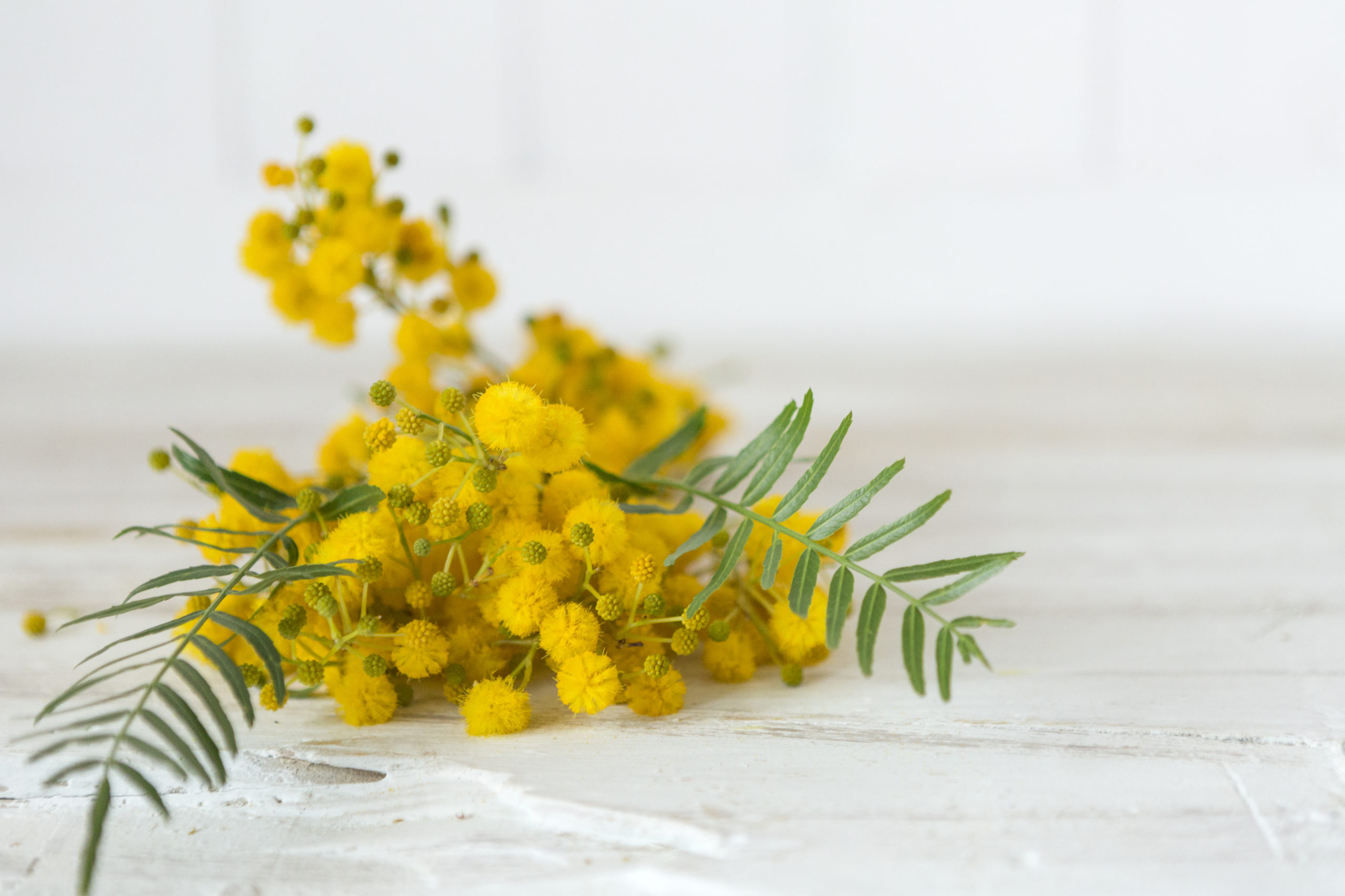 botanicals ingredients natural and organic skincare bee divine