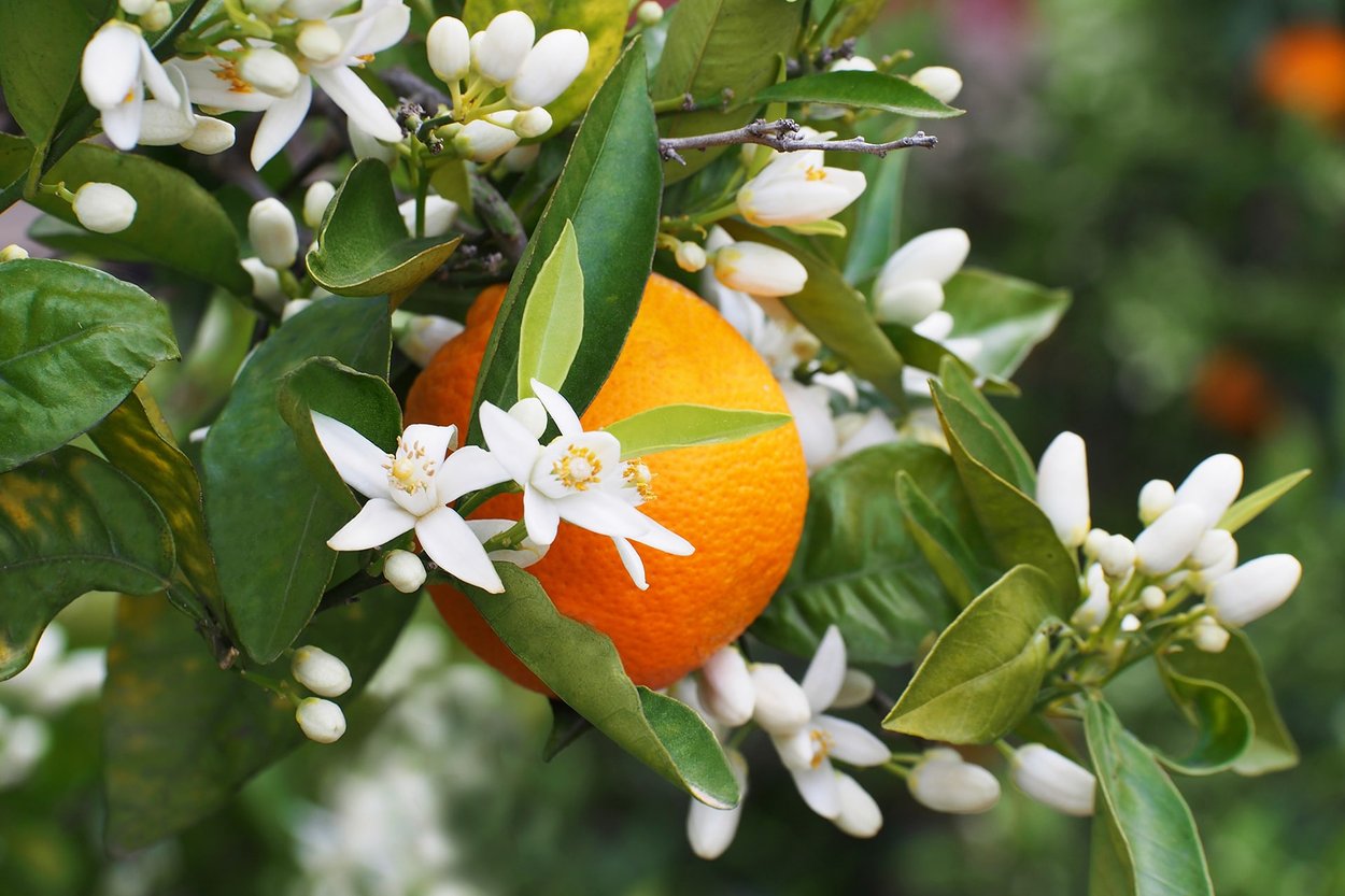 neroli hydrosol skin benefits ingredients bee divine natural and organic skincare