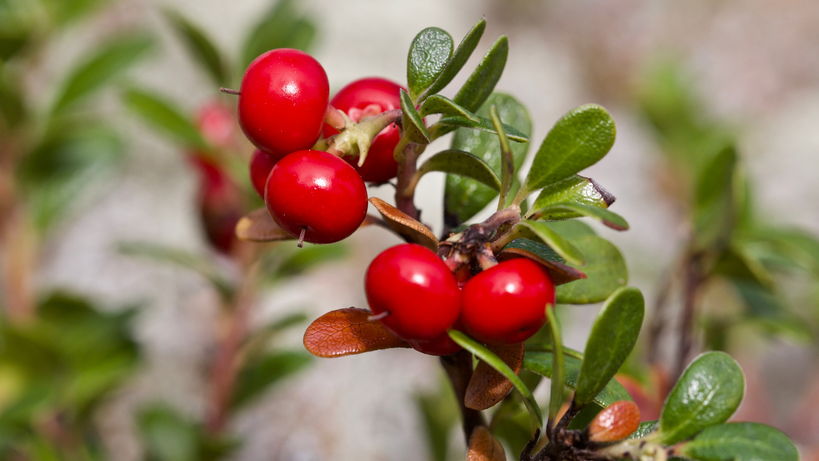 bearberry alpha arbutin skin benefits ingredients bee divine natural and organic skincare