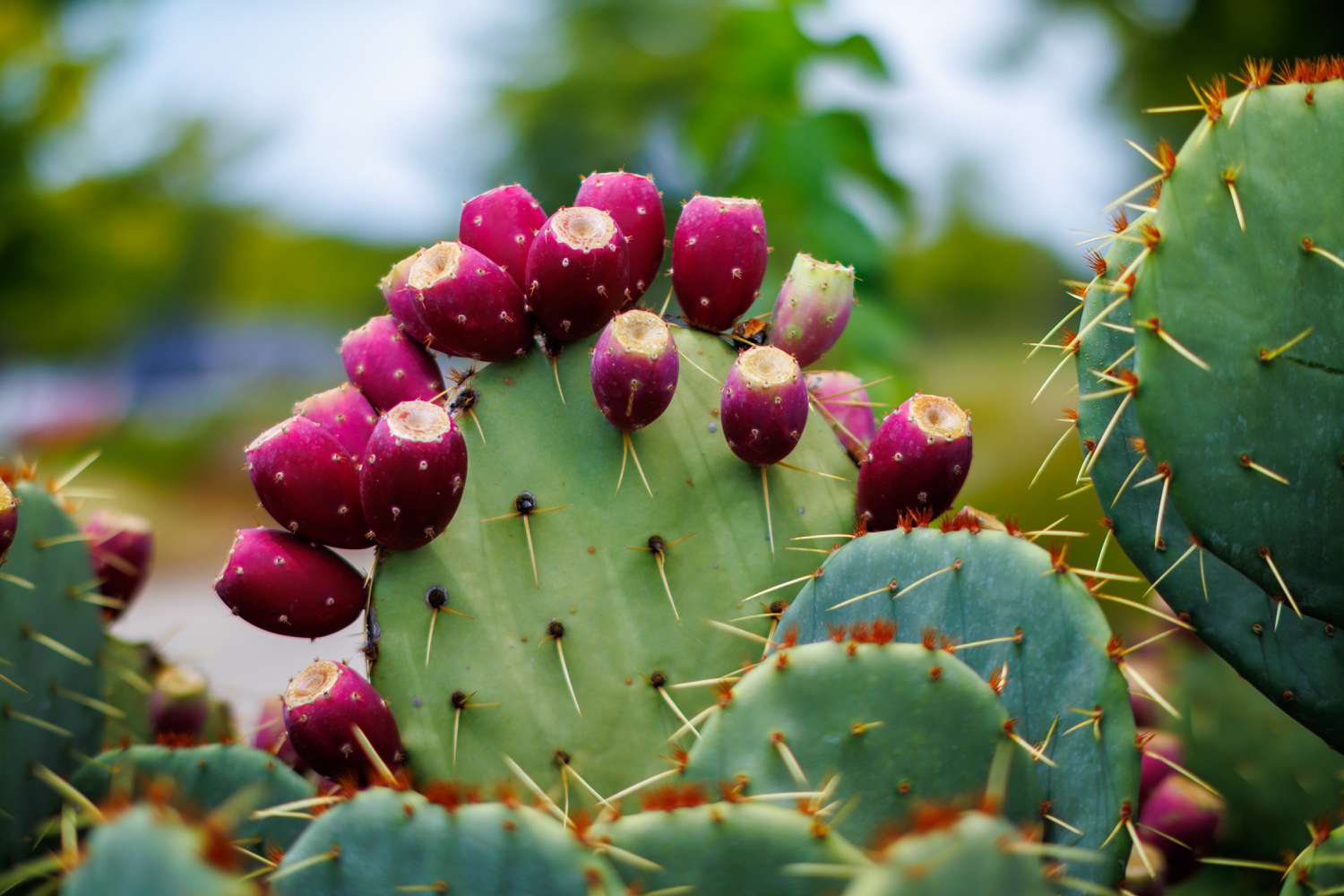 natural and organic skincare bee divine ingredients prickly pear