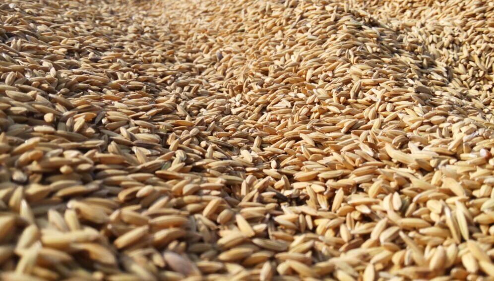 Rice Bran Co2 extract Skin Benefits Bee Divine Skincare Natural and Organic cosmetic