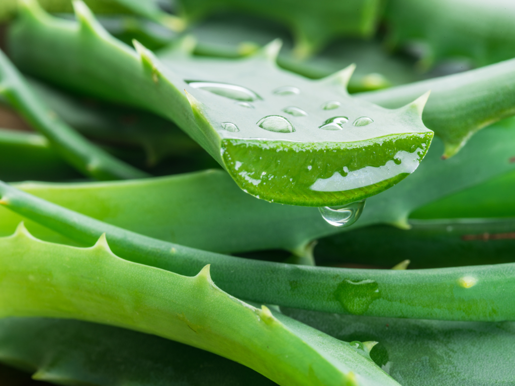 aloe vera skin benefits bee divine natural and organic skincare cosmtic