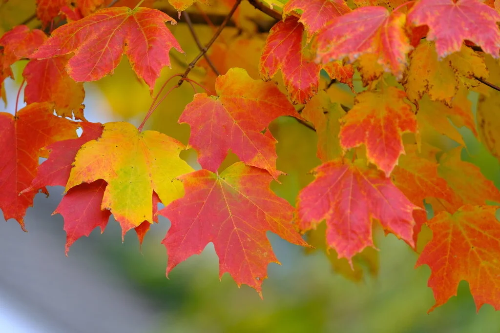 sugar maple Bee Divine Natural and Organic skincare skin benefits
