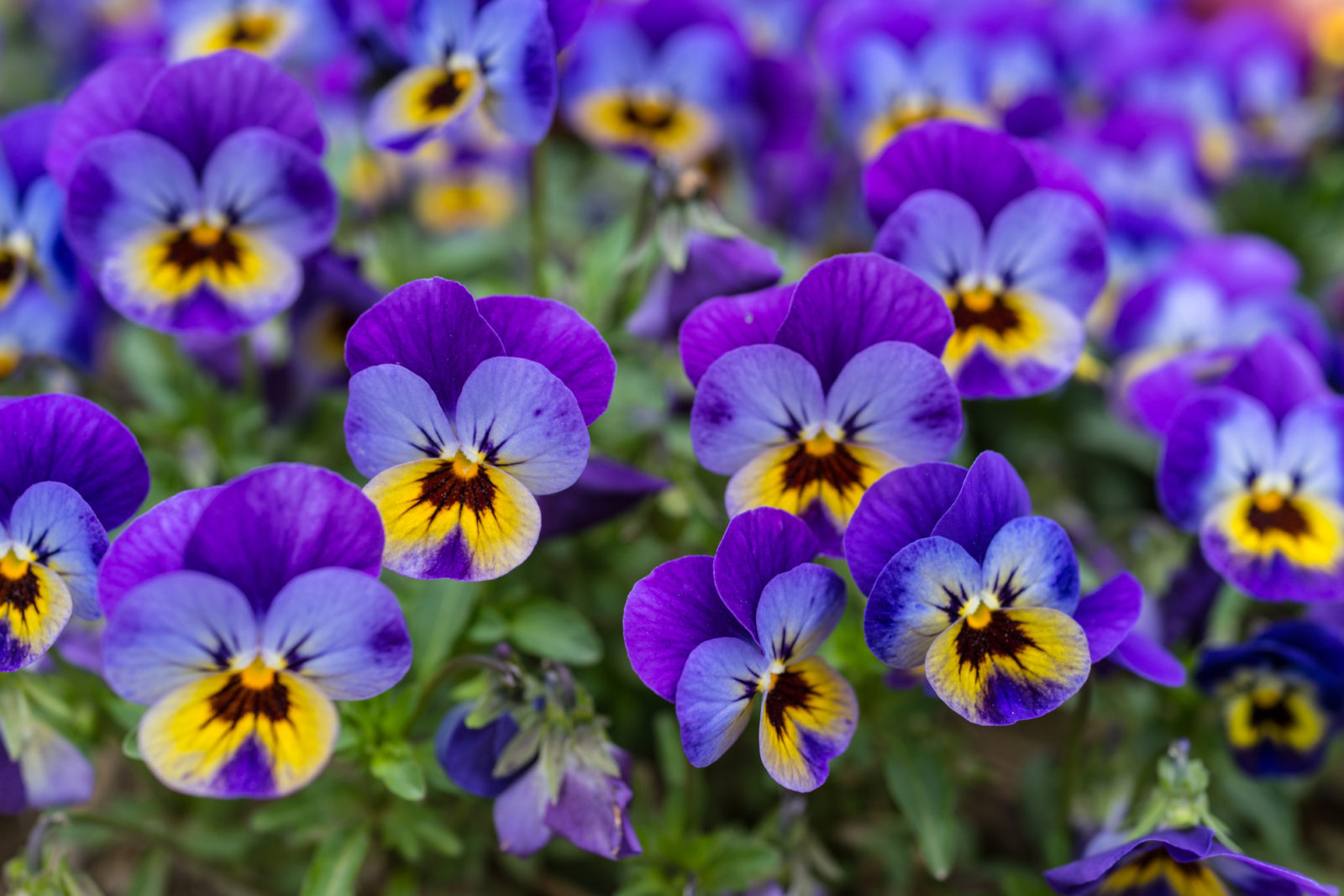 viola tricolour extract skin benefits ingredients bee divine natural and organic skincare