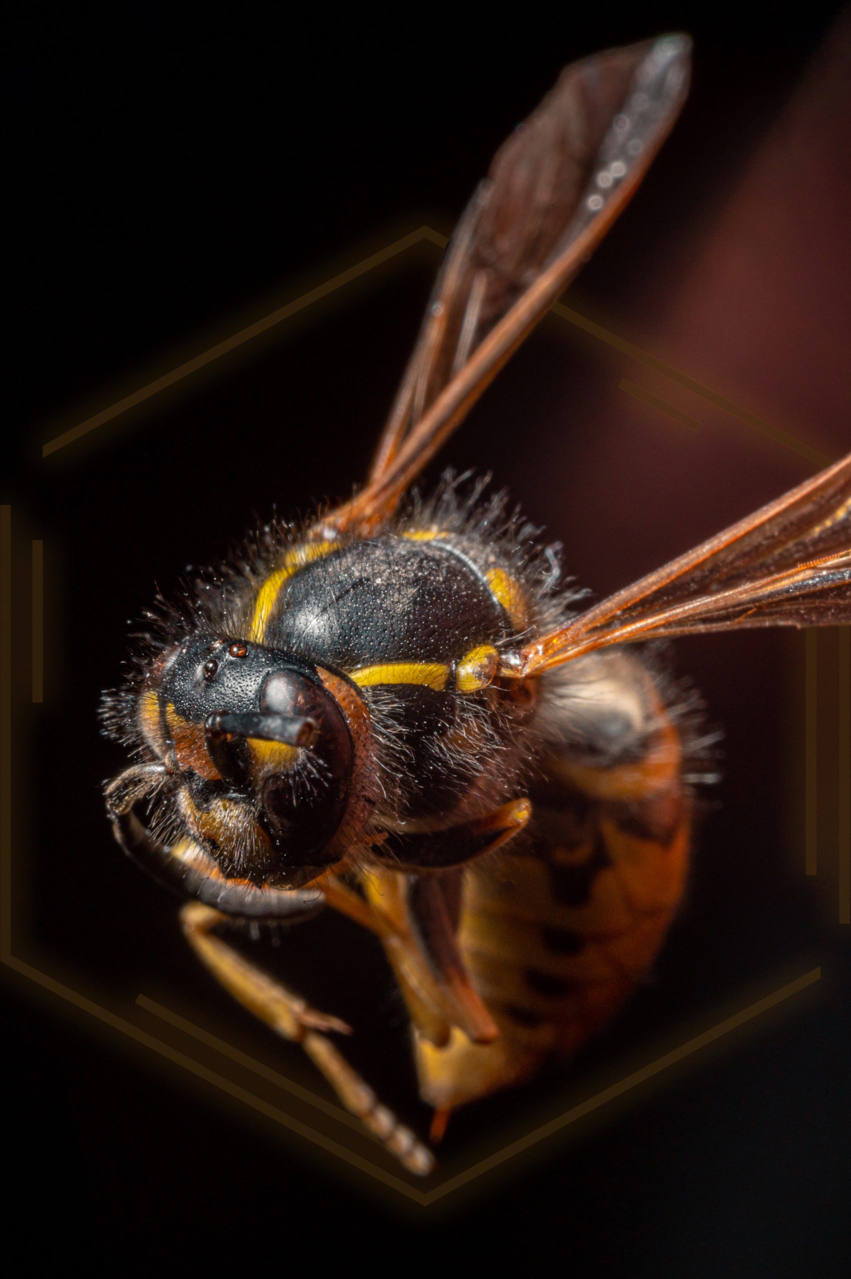 bee divine hexagon natural organic luxury bio-tech skincare brand uk CRMS Skin Intelligence