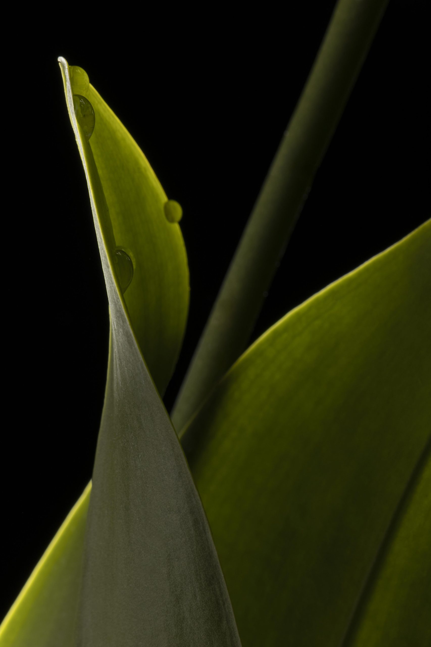 green world bee divine natural skincare biotech luxury brand UK CRMS Skin intelligence organic